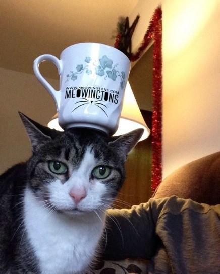 Cat Balancing a Mug on Its Head
