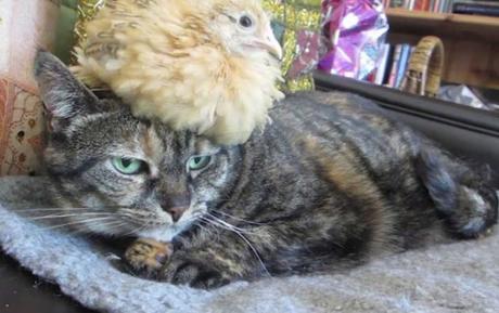 Cat Balancing Chick on Its Head