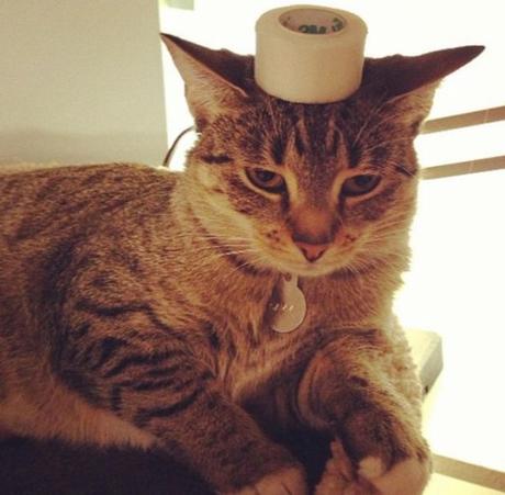 Cat Balancing Roll of Sellotape on Its Head
