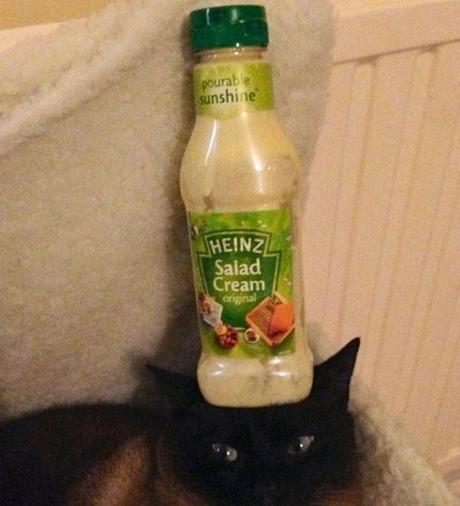 Cat Balancing Salad Cream Bottle on Its Head