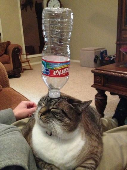 Cat Balancing a Plastic Bottle on Its Head