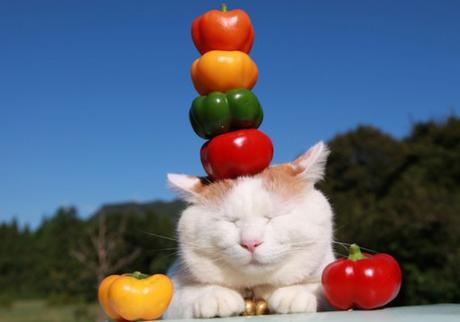 Cat Balancing 3 Peppers on Its Head