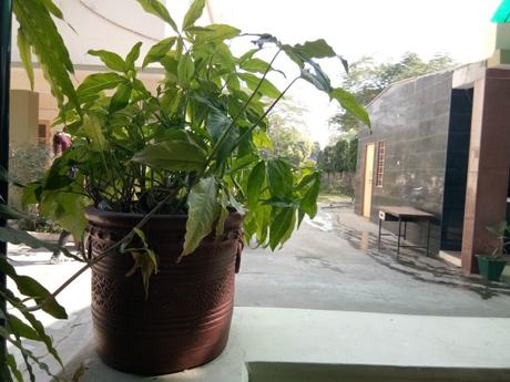 Vivo V5 Review IMG_20161218_121817