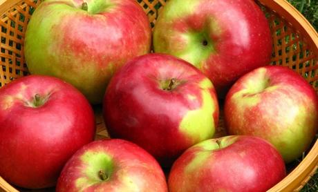 Top 15 Apple Cider Vinegar Benefits in Zenith Nutrition ACV