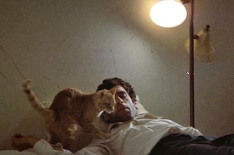 Feline Noir: Cats and Cinema’s Mean Streets Feline Noir: Cats and Cinema’s Mean Streets