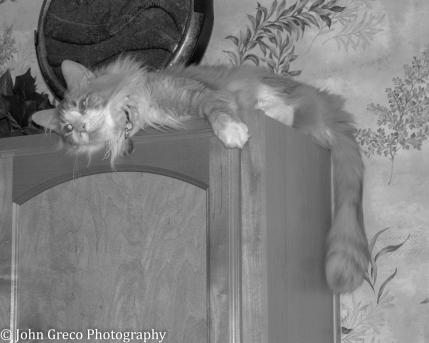 Feline Noir: Cats and Cinema’s Mean Streets Feline Noir: Cats and Cinema’s Mean Streets
