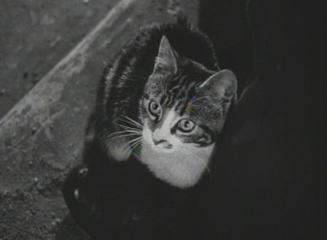 Feline Noir: Cats and Cinema’s Mean Streets Feline Noir: Cats and Cinema’s Mean Streets