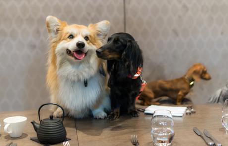 Dine with your dog at M Victoria St, London