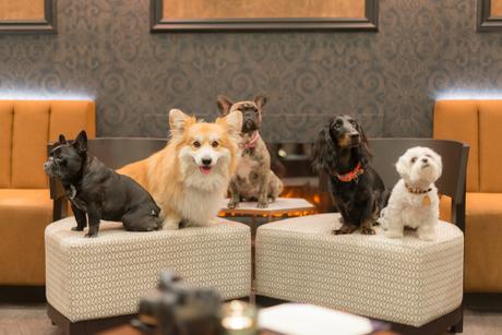 Dine with your dog at M Victoria St, London