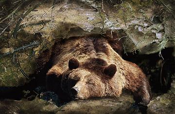 notloB Music is Awakening from Hibernation notloB Music is Awakening from Hibernation