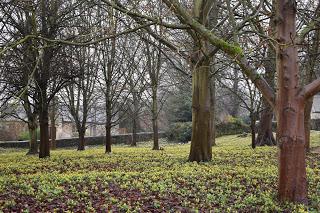 Snowdrops and aconites at Little Ponton Hall