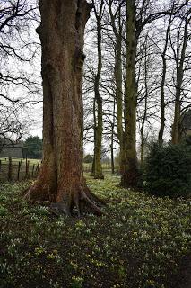 Snowdrops and aconites at Little Ponton Hall