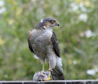 A missing predator: Sparrowhawks absent from gardens this winter