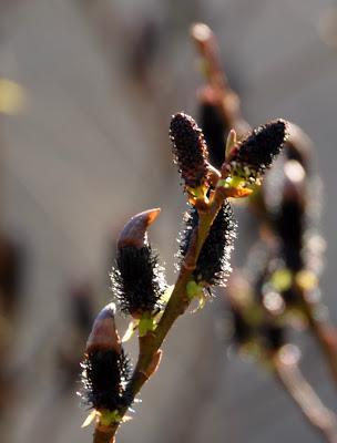 Salix Gracilstyla Melanostachys