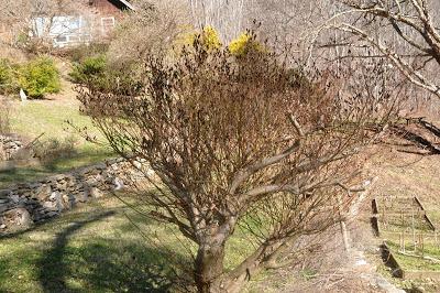 Salix Gracilstyla Melanostachys