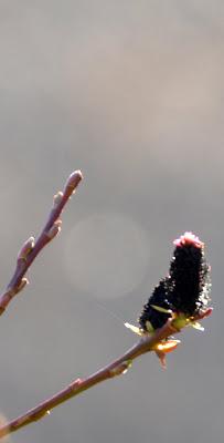 Salix Gracilstyla Melanostachys