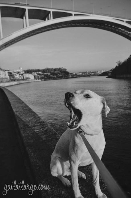Ice the Dog by the Arrábida Bridge, Porto