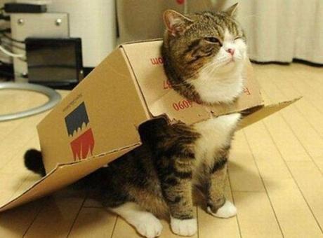 The Top 10 Most Famous Cats in the World Maru the Scottish Fold cat