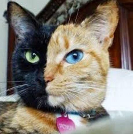 The Top 10 Most Famous Cats in the World Venus the Chimera Cat