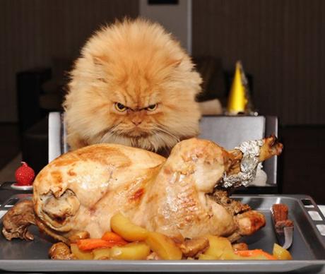 The Top 10 Most Famous Cats in the World Garfi the Persian cat