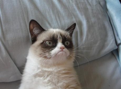 The Top 10 Most Famous Cats in the World Grumpy Cat the Snowshoe Siamese cat