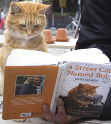 The Top 10 Most Famous Cats in the World Streetcat Bob the Red Tabby cat