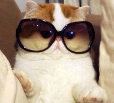 The Top 10 Most Famous Cats in the World Snoopy the Exotic Shorthair Cat