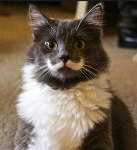 The Top 10 Most Famous Cats in the World Hamilton the Hipster, the Maine Coon & part Norwegian forest cat