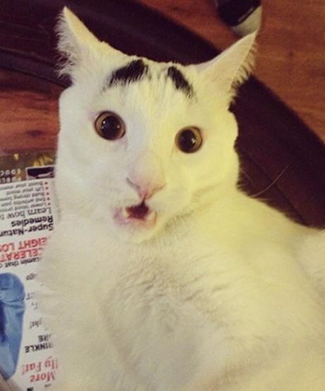 The Top 10 Most Famous Cats in the World Sam the Khao Manee cat