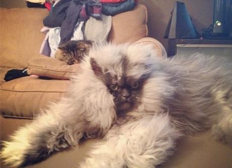 The Top 10 Most Famous Cats in the World Colonel Meow the Himalayan-Persian Cross-Breed cat