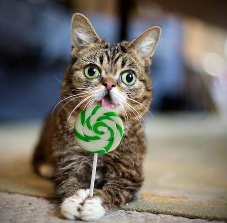 The Top 10 Most Famous Cats in the World Lil Bub the Munchkin Cat