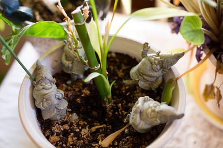 Gnomes in plant pot 