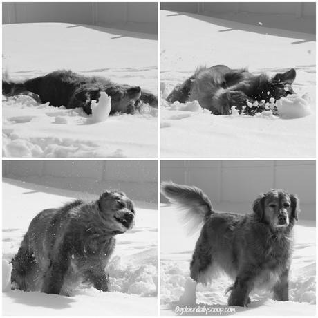 Our Golden Snow Angel golden retriever dog rolling in the snow