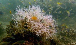 Images of new bleaching on Great Barrier Reef heighten fears of coral death