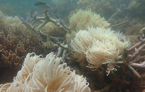 Images of new bleaching on Great Barrier Reef heighten fears of coral death