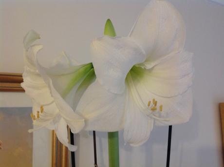 In a vase on Monday: White Beauty
