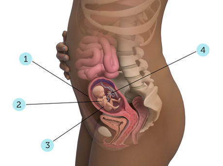 Pregnancy Journal: 17 weeks pregnant with Baby #2 Pregnancy Journal: 17 weeks pregnant with Baby #2
