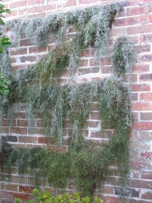 The mossy wall