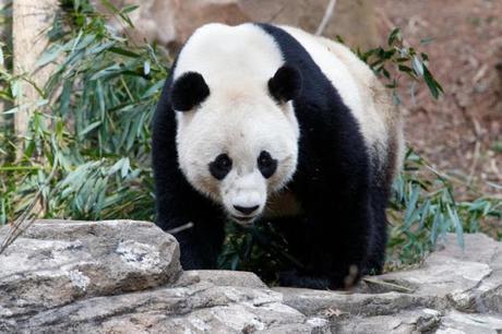 Boa Boa, the panda leaves Smithsonian for Chengdu,China