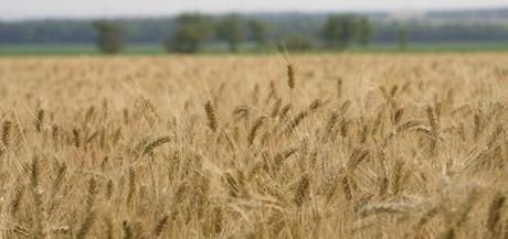 Celiac-Friendly Wheat Could Be Coming Up