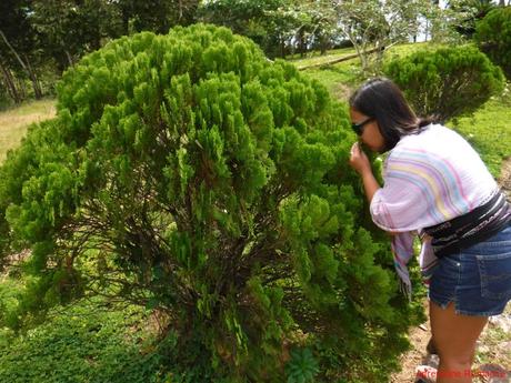 Naturally Guimaras: Of Spanish Ruins, Mangoes, and Windmills Holy Family Hills
