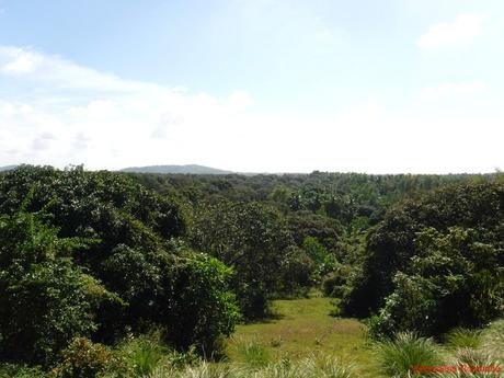 Naturally Guimaras: Of Spanish Ruins, Mangoes, and Windmills Guimaras Mango Plantations