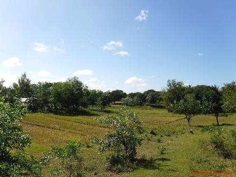 Naturally Guimaras: Of Spanish Ruins, Mangoes, and Windmills Guimaras Mango Plantations