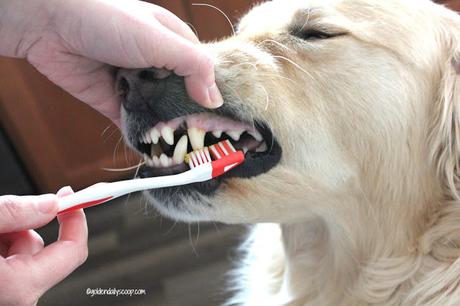brushing your dog's teeth with homemade dog toothpaste
