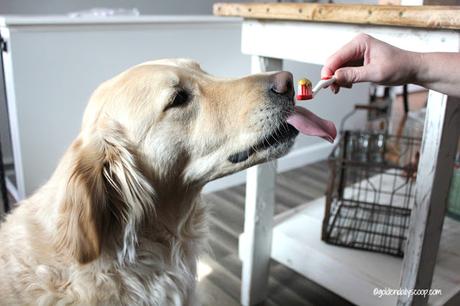 healthy homemade toothpaste for dogs