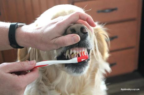 diy homemade dog toothpaste #petdentalhealthmonth