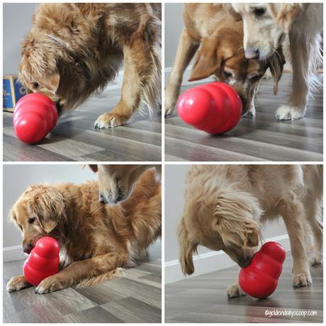 dogs playing with the kong wobbler interactive dog toy