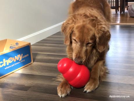 chewy influencer review of the kong wobbler interactive dog toy