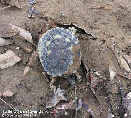 Bed of Dan River is Poisoned by Coal Ash for 70 Miles: Turtles Emerging & Dying