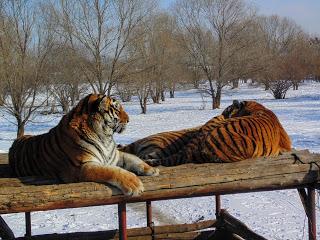 Harbin: Snow Sculptures, Siberian Tigers & Ice Festivals...